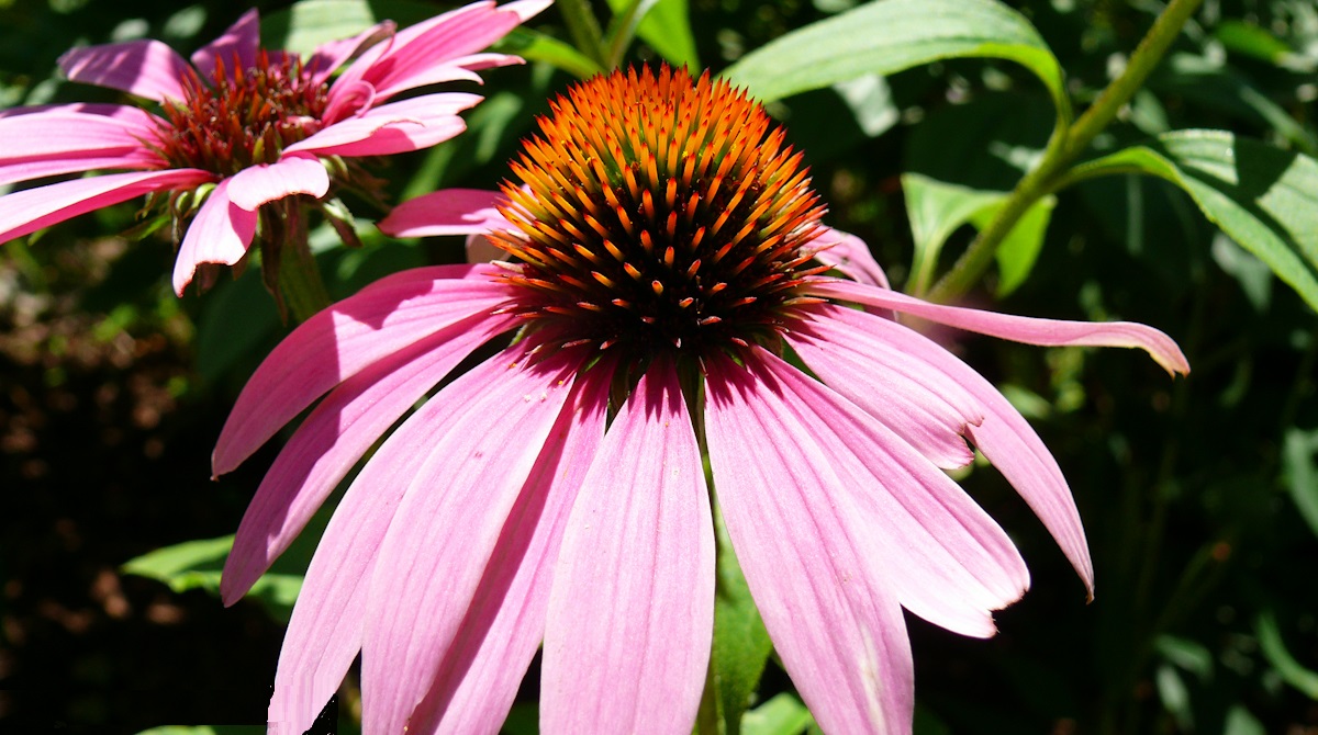 landscaping13