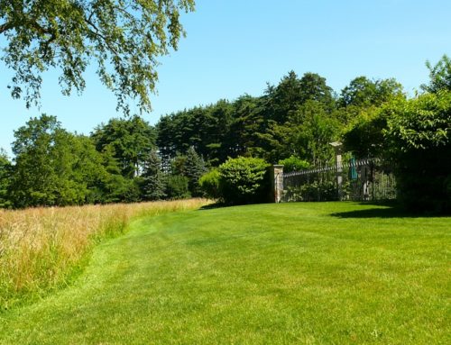 Modern Garden